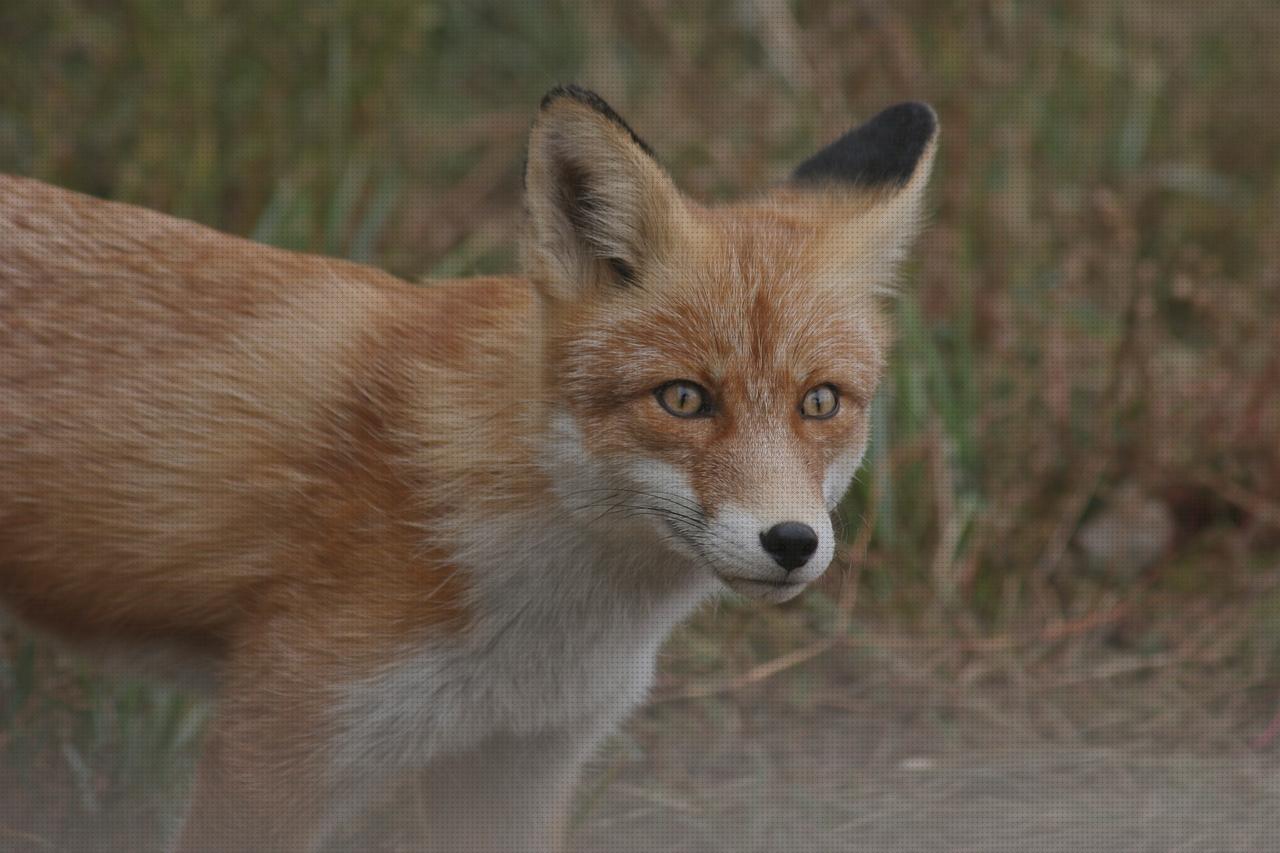 Análisis de los 7 mejores Fuchs Schmitt De Hombres