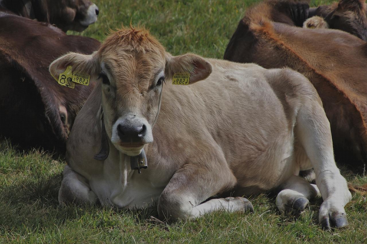 ¿Dónde poder comprar pendientes hombre pendientes cabezas de animales hombre?